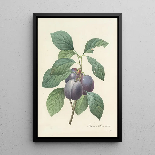 Choice of the Most Beautiful Flowers pl 083 - Pierre Joseph Redouté — framed artwork on a wall