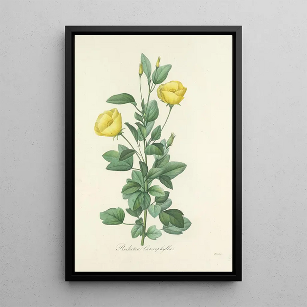 Choice of the Most Beautiful Flowers pl 084 - Pierre Joseph Redouté — framed artwork on a wall