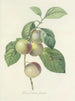 Elección de las flores más bellas pl 085 - Pierre-Joseph Redouté — vista de la obra