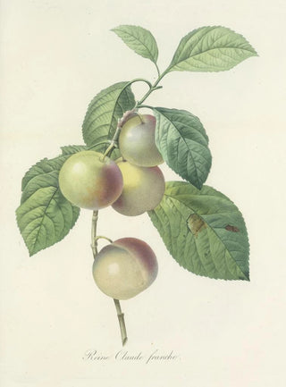 Pierre Joseph Redout - Choix des plus belles fleurs pl 085.webp