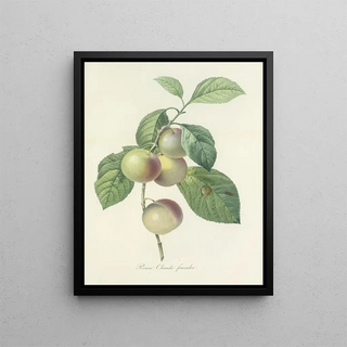 Pierre Joseph Redout - Choix des plus belles fleurs pl 085.webp