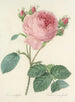 Elección de las flores más bellas pl 086 - Pierre-Joseph Redouté — vista de la obra
