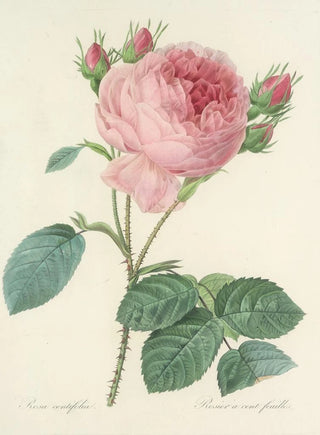 Pierre Joseph Redout - Choix des plus belles fleurs pl 086.webp