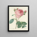 Elección de las flores más bellas pl 086 - Pierre-Joseph Redouté — cuadro enmarcado en la pared