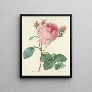 Pierre Joseph Redout - Choix des plus belles fleurs pl 086.webp
