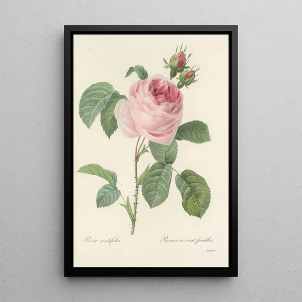 Choice of the Most Beautiful Flowers pl 087 - Pierre Joseph Redouté — framed artwork on a wall