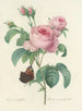 Elección de las flores más bellas pl 088 - Pierre-Joseph Redouté — vista de la obra