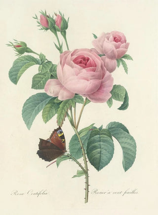 Pierre Joseph Redout - Choix des plus belles fleurs pl 088.webp