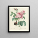 Elección de las flores más bellas pl 088 - Pierre-Joseph Redouté — cuadro enmarcado en la pared