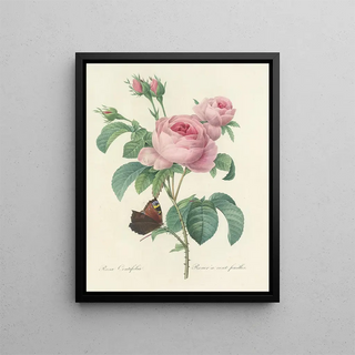 Pierre Joseph Redout - Choix des plus belles fleurs pl 088.webp