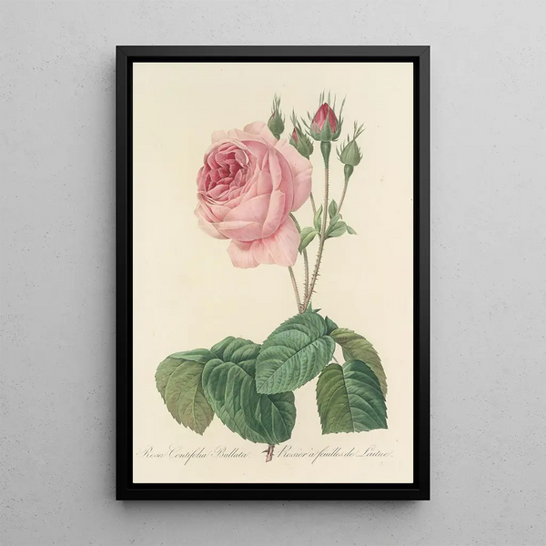 Choice of the Most Beautiful Flowers pl 089 - Pierre Joseph Redouté — framed artwork on a wall