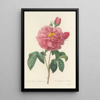 Pierre Joseph Redout - Choix des plus belles fleurs pl 090.webp