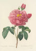 Elección de las flores más bellas pl 090 - Pierre Joseph Redouté — vista de la obra