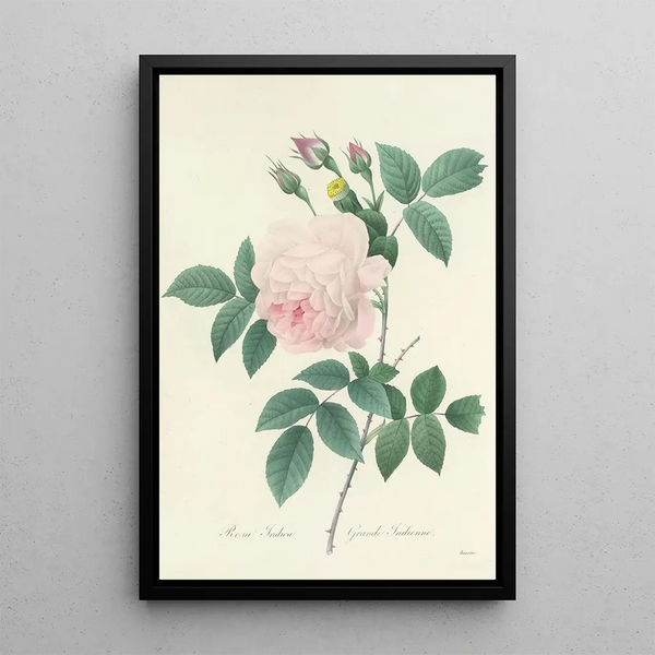 Choice of the most beautiful flowers pl 091 - Pierre Joseph Redouté — framed artwork on a wall
