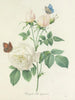 Elección de las flores más bellas pl 092 - Pierre-Joseph Redouté — vista de la obra