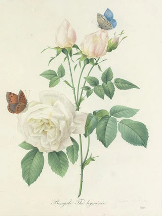 Pierre Joseph Redout - Choix des plus belles fleurs pl 092.webp