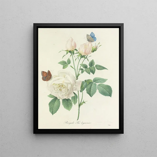Pierre Joseph Redout - Choix des plus belles fleurs pl 092.webp