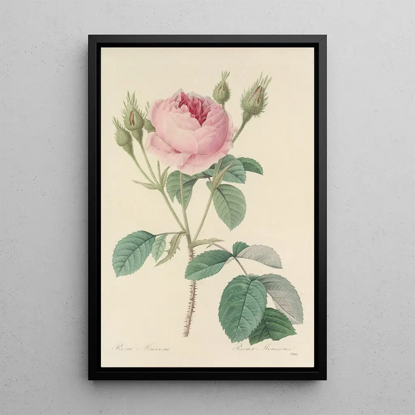 Choice of the most beautiful flowers pl 093 - Pierre Joseph Redouté — framed artwork on a wall
