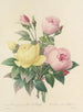 Elección de las flores más bellas pl 094 - Pierre-Joseph Redouté — vista de la obra