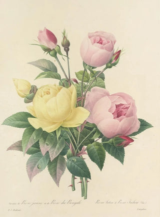 Pierre Joseph Redout - Choix des plus belles fleurs pl 094.webp