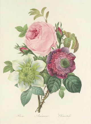 Pierre Joseph Redout - Choix des plus belles fleurs pl 095.webp