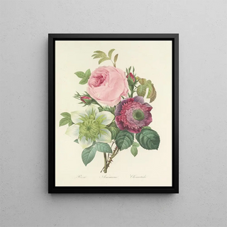 Pierre Joseph Redout - Choix des plus belles fleurs pl 095.webp