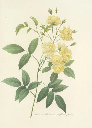 Pierre Joseph Redout - Choix des plus belles fleurs pl 097.webp