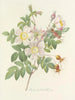 Elección de las flores más bellas pl 098 - Pierre-Joseph Redouté — vista de la obra