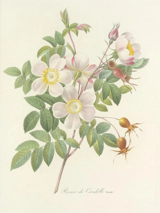 Pierre Joseph Redout - Choix des plus belles fleurs pl 098.webp
