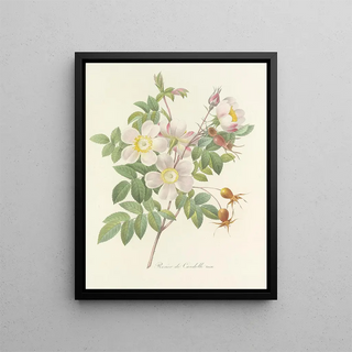 Pierre Joseph Redout - Choix des plus belles fleurs pl 098.webp