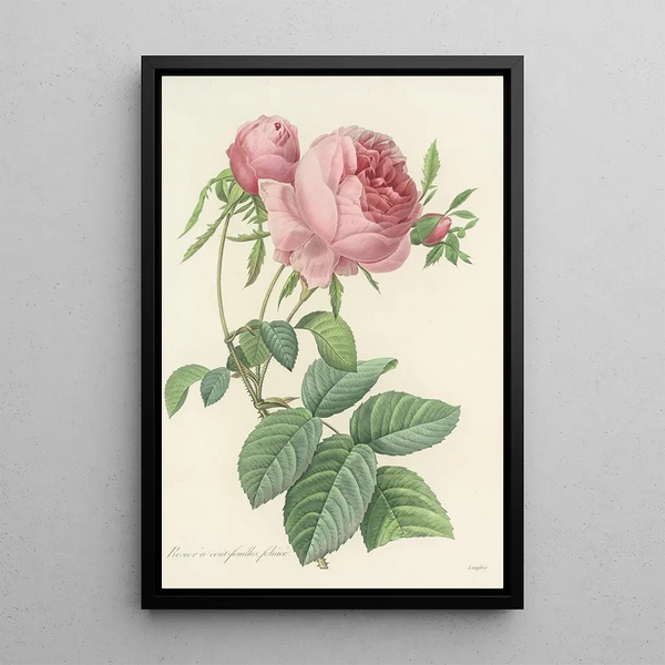 Choice of the Most Beautiful Flowers pl 099 - Pierre Joseph Redouté — framed artwork on a wall