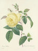 Elección de las flores más bellas pl 100 - Pierre-Joseph Redouté — vista de la obra