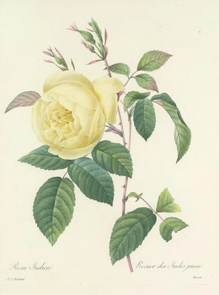 Pierre Joseph Redout - Choix des plus belles fleurs pl 100.webp