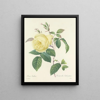 Pierre Joseph Redout - Choix des plus belles fleurs pl 100.webp