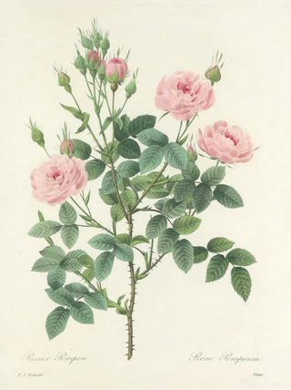 Pierre Joseph Redout - Choix des plus belles fleurs pl 101.webp