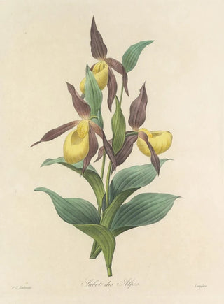 Pierre Joseph Redout - Choix des plus belles fleurs pl 102.webp