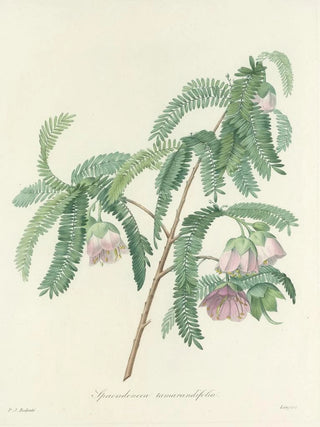 Pierre Joseph Redout - Choix des plus belles fleurs pl 103.webp