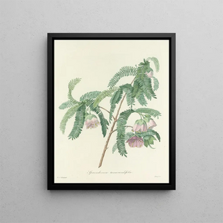 Pierre Joseph Redout - Choix des plus belles fleurs pl 103.webp