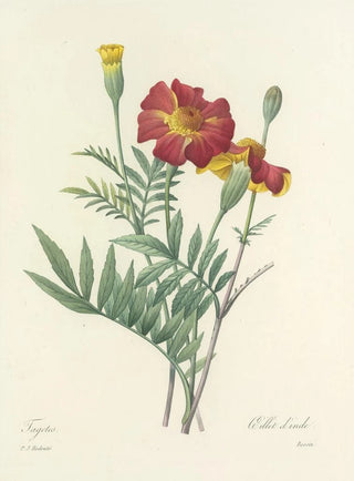 Pierre Joseph Redout - Choix des plus belles fleurs pl 104.webp
