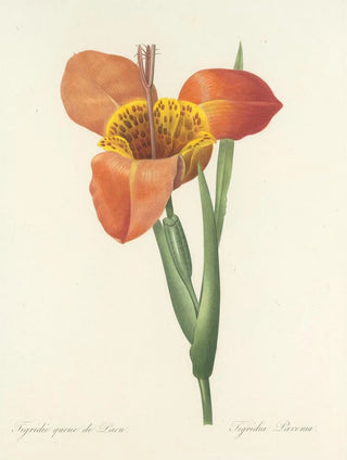 Pierre Joseph Redout - Choix des plus belles fleurs pl 105.webp