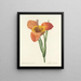 Elección de las flores más bellas pl 105 - Pierre-Joseph Redouté — cuadro enmarcado en la pared
