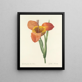 Pierre Joseph Redout - Choix des plus belles fleurs pl 105.webp