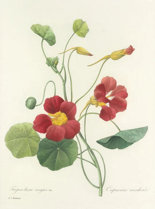 Pierre Joseph Redout - Choix des plus belles fleurs pl 106.webp