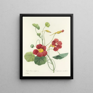 Pierre Joseph Redout - Choix des plus belles fleurs pl 106.webp
