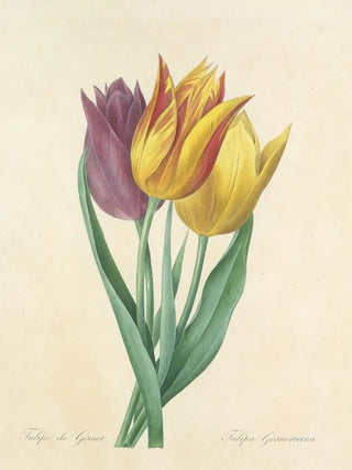 Pierre Joseph Redout - Choix des plus belles fleurs pl 108.webp