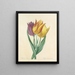 Elección de las flores más bellas pl 108 - Pierre-Joseph Redouté — cuadro enmarcado en la pared