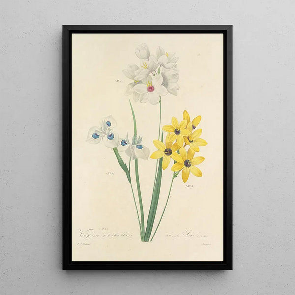 Choice of the Most Beautiful Flowers pl 111 - Pierre Joseph Redouté — framed artwork on a wall