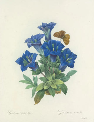 Pierre Joseph Redout - Choix des plus belles fleurs pl 112.webp