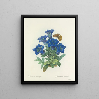 Pierre Joseph Redout - Choix des plus belles fleurs pl 112.webp
