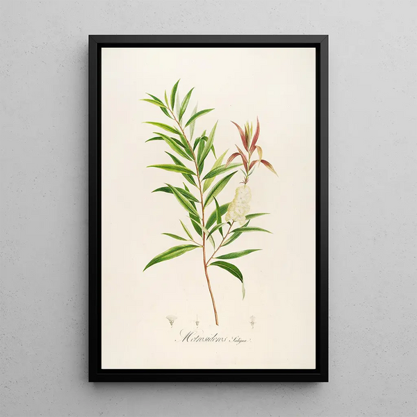 Description of rare cultivated plants at Malmaison and Navarre Pl04 - Pierre Joseph Redouté — framed artwork on a wall